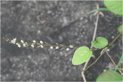 Desmodium gangeticum